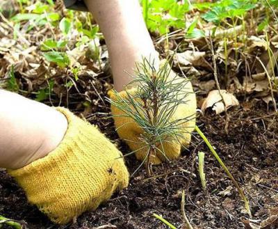 Более 2000 рязанцев присоединились к Всероссийской акции «Лес Победы»